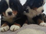 Bernese Mountai̇n Dog Yavrulari̇