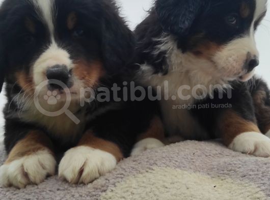 Bernese Mountai̇n Dog Yavrulari̇ görsel