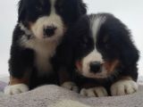 BERNESE MOUNTAİN DOG YAVRULARİ