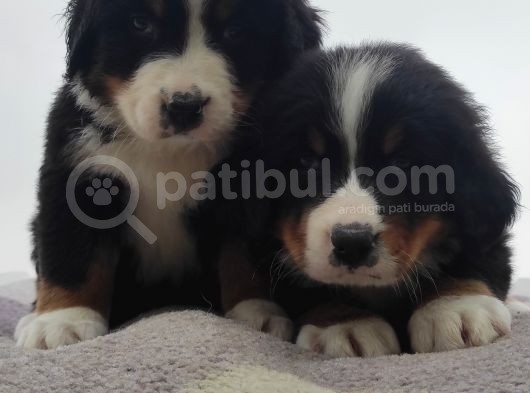 Bernese Mountai̇n Dog Yavrulari̇