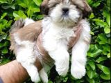 VONALPET GARANTİSİYLE MÜKEMMEL KALİTEDE SHİH TZU YAVRULARIMIZ