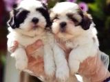 VONALPET GARANTİSİYLE MÜKEMMEL KALİTEDE SHİH TZU YAVRULARIMIZ