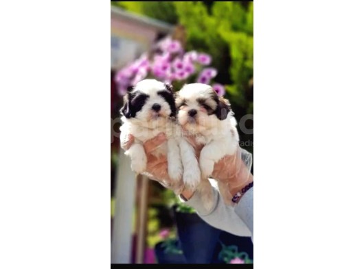 Vonalpet Garanti̇si̇yle Mükemmel Kali̇tede Shi̇h Tzu Yavrularimiz