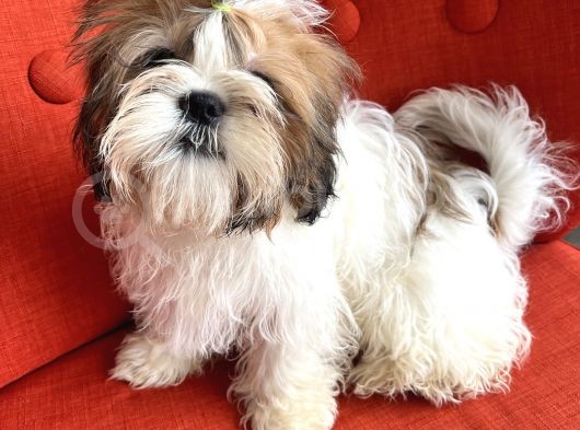 Üst Kalite Shih Tzu Yavruları görsel