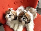 Üst Kalite Shih Tzu Yavruları