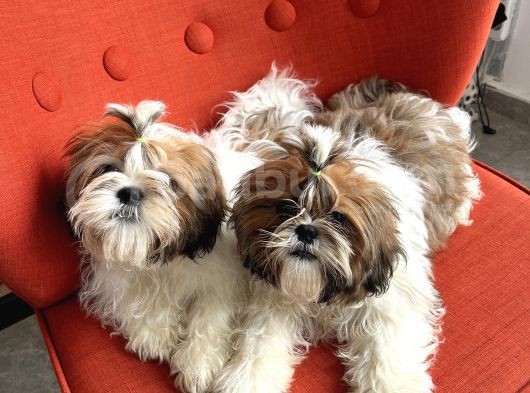 Üst Kalite Shih Tzu Yavruları görsel