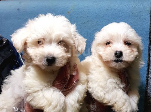 İstanbul Köpek Uretim Çiftliğinden Orijinal Maltese Yavrular görsel