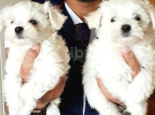 İstanbul Köpek Uretim Çiftliğinden Orijinal Maltese Yavrular görsel