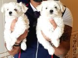 İstanbul Köpek Uretim Çiftliğinden Orijinal Maltese Yavrular