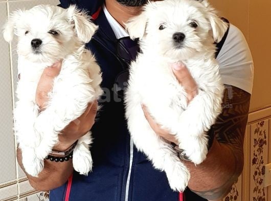 İstanbul Köpek Uretim Çiftliğinden Orijinal Maltese Yavrular görsel