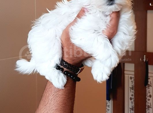 İstanbul Köpek Uretim Çiftliğinden Orijinal Maltese Yavrular görsel