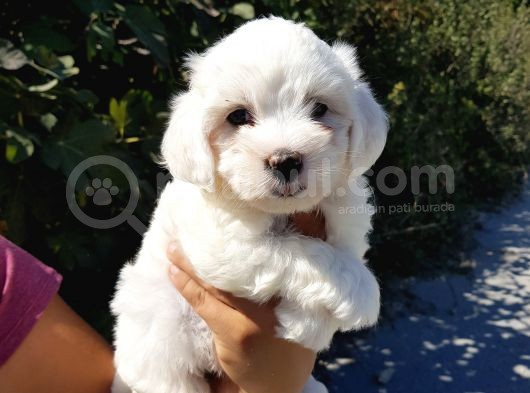 İstanbul Köpek Uretim Çiftliğinden Orijinal Maltese Yavrular görsel