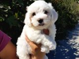 İstanbul Köpek Uretim Çiftliğinden Orijinal Maltese Yavrular