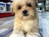 Malti̇poo Yavrulari Yeni̇ Yuvasini Ariyor