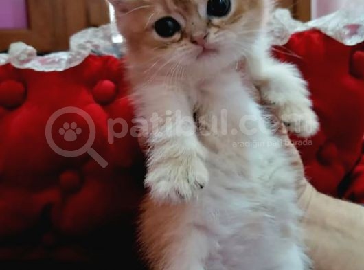 Full Şecereli̇ Golden Poi̇nt Ve Golden Bebekler görsel