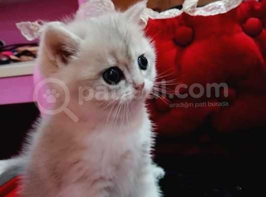 Full Şecereli̇ Golden Poi̇nt Ve Golden Bebekler görsel