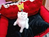 Full Şecereli̇ Golden Poi̇nt Ve Golden Bebekler
