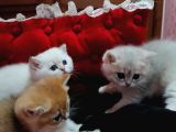 FULL ŞECERELİ GOLDEN POİNT VE GOLDEN BEBEKLER