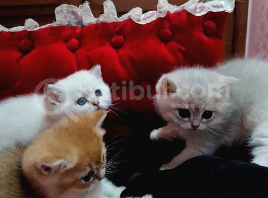 Full Şecereli̇ Golden Poi̇nt Ve Golden Bebekler