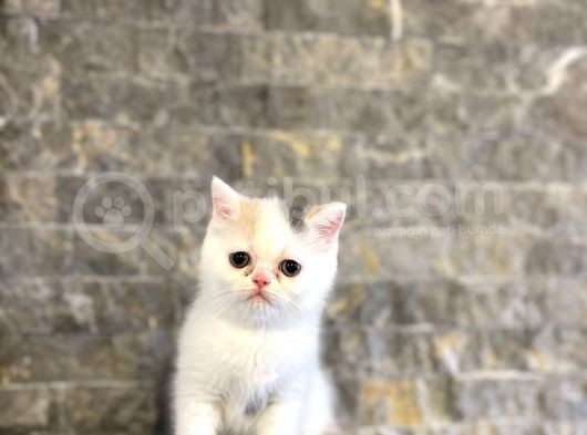 Beyaz Bri̇ti̇sh Shorthai̇r Yavrularim görsel