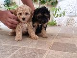 PHANTOM MALTİPOO YAVRULARI MEVCUTTUR