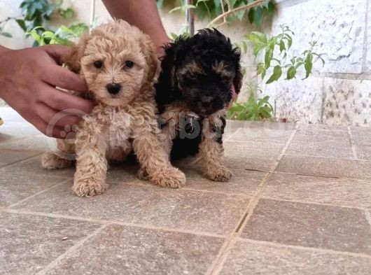 Phantom Malti̇poo Yavrulari Mevcuttur