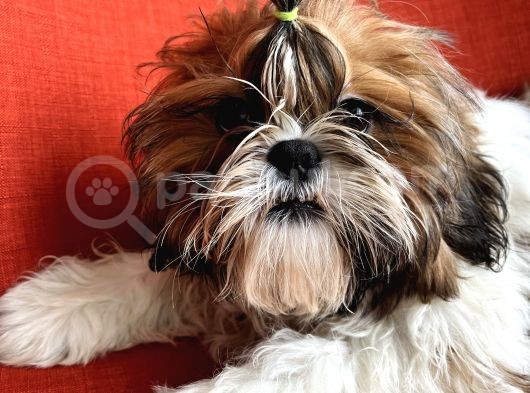Üst Kalite Shih Tzu Yavruları görsel