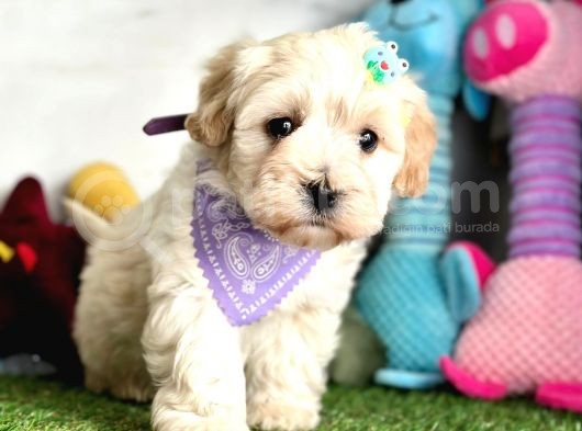 Malti̇poo Yavrulari görsel