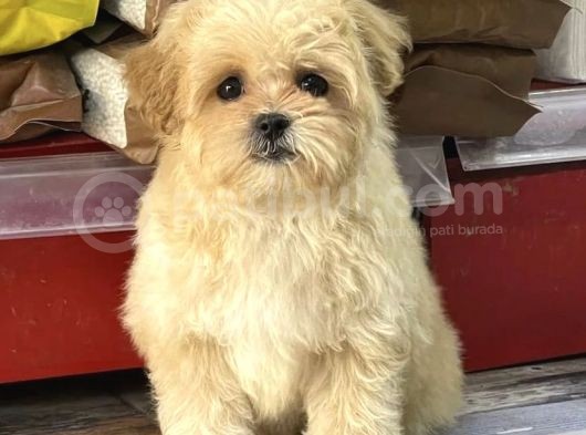 Malti̇poo Yavrulari Yeni̇ Yuvasini Ariyor