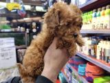 Di̇zayn Irk Safkan Malti̇poo Yavrulari