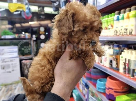 Di̇zayn Irk Safkan Malti̇poo Yavrulari görsel