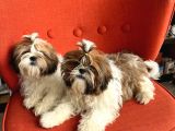 Üst Kalite Shih Tzu Yavruları