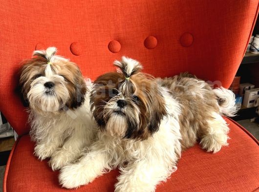 Üst Kalite Shih Tzu Yavruları görsel