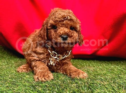 Toy Poodle Yavrulari görsel