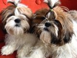 Üst Kalite Shih Tzu Yavruları