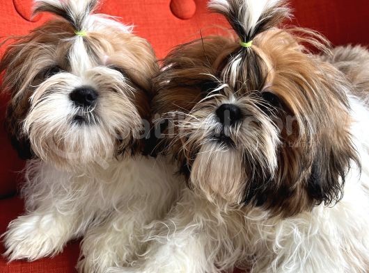 Üst Kalite Shih Tzu Yavruları