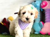 MALTİPOO YAVRULARI