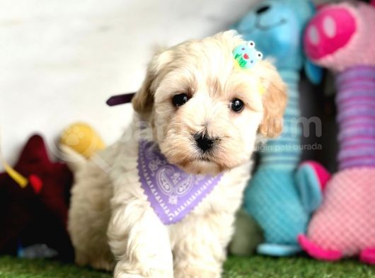 Malti̇poo Yavrulari