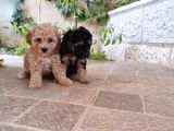 Phantom Malti̇poo Yavrulari Mevcuttur