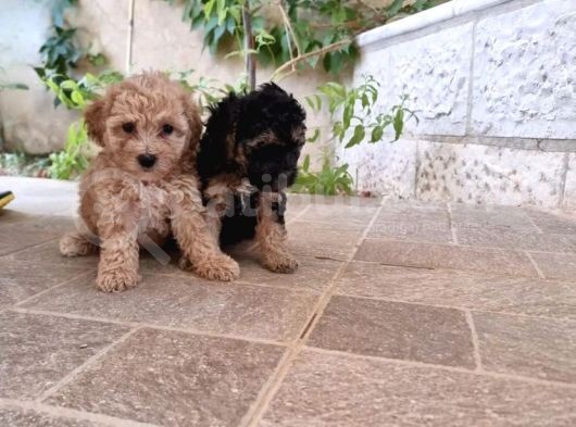 Phantom Malti̇poo Yavrulari Mevcuttur görsel