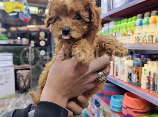 Di̇zayn Irk Safkan Malti̇poo Yavrulari