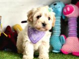 Malti̇poo Yavrulari