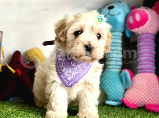 Malti̇poo Yavrulari görsel