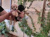 Phantom Malti̇poo Yavrulari Mevcuttur