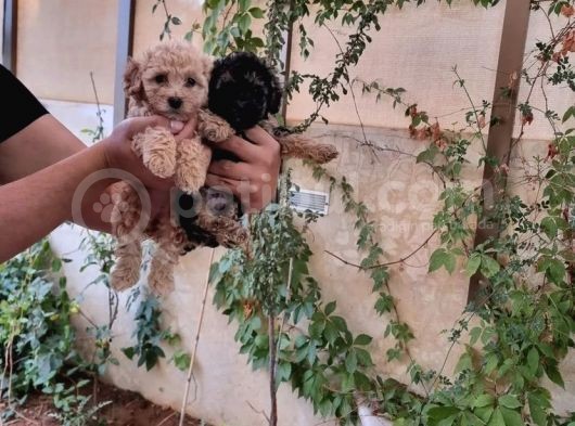 Phantom Malti̇poo Yavrulari Mevcuttur görsel