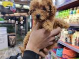 Di̇zayn Irk Safkan Malti̇poo Yavrulari