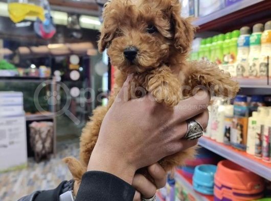 Di̇zayn Irk Safkan Malti̇poo Yavrulari görsel