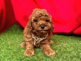 Toy Poodle Yavrulari