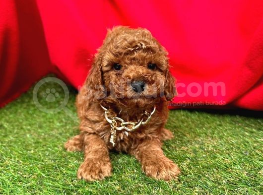 Toy Poodle Yavrulari görsel