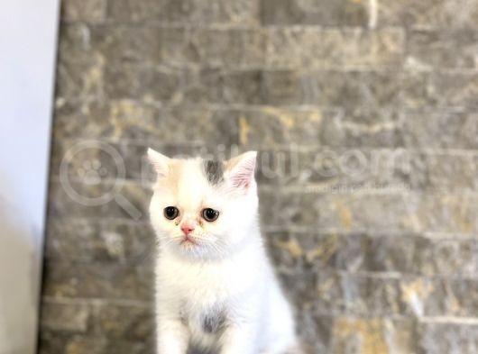 Beyaz Bri̇ti̇sh Shorthai̇r Yavrularim görsel